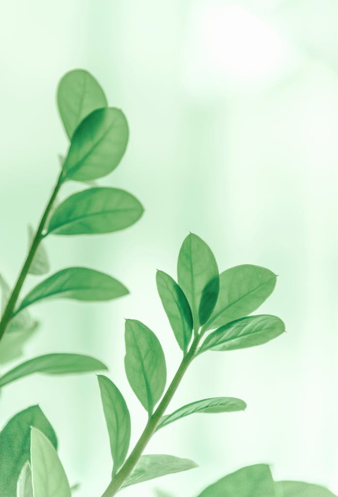 Close-up of vibrant green leaves in soft focus, capturing growth and freshness.